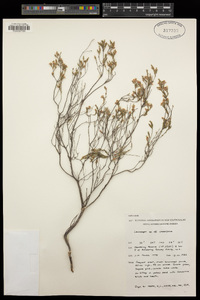 Styphelia crassifolia image