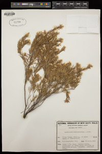 Acrothamnus melaleucoides image