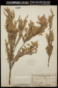 Acrothamnus melaleucoides image