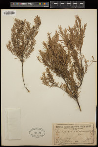 Acrothamnus melaleucoides image