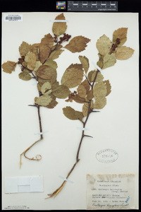 Crataegus brevispina image