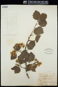 Crataegus submollis image