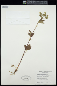 Potentilla norvegica subsp. monspeliensis image