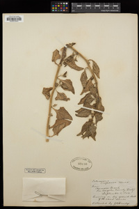 Tetragonia tetragonoides image