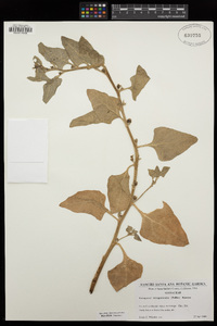 Tetragonia tetragonoides image