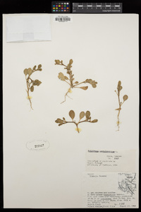 Trianthema portulacastrum image