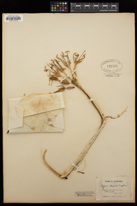 Agave deserti subsp. deserti image