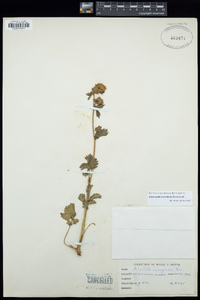 Drymocallis convallaria image