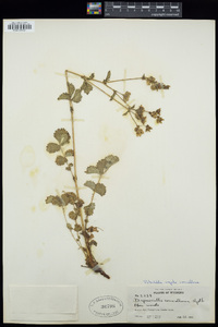 Drymocallis convallaria image