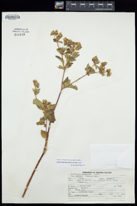 Potentilla reflexa image