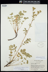 Drymocallis campanulata image