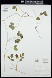 Potentilla indica image