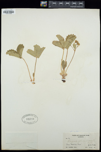 Fragaria virginiana subsp. glauca image