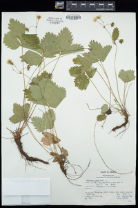 Fragaria vesca subsp. bracteata image