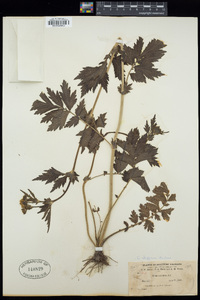 Geum aleppicum image