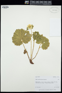 Geum calthifolium image