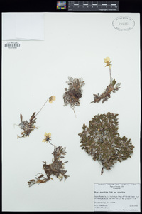 Dryas integrifolia subsp. integrifolia image