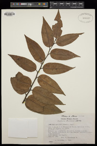 Leucothoe mexicana image