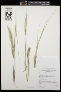 Pappostipa speciosa image