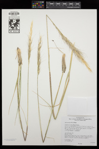 Pappostipa speciosa image