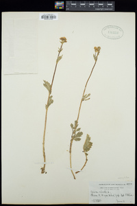 Geum macrophyllum image