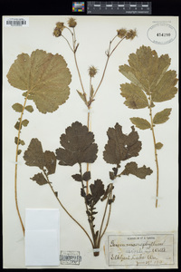 Geum macrophyllum image