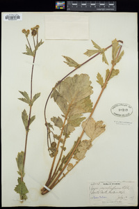 Geum macrophyllum image