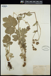 Geum rivale image