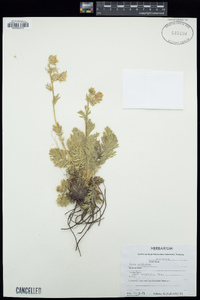 Geum triflorum image