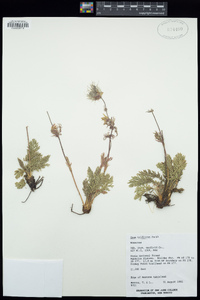 Geum triflorum image