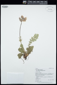 Geum triflorum image