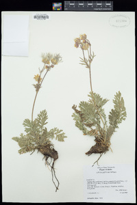 Geum triflorum image