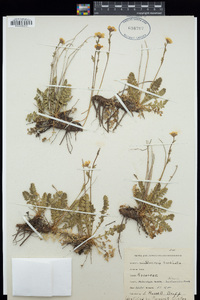 Geum rossii image