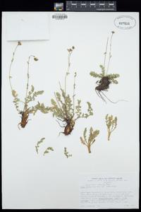 Geum rossii image