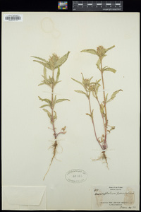 Dracocephalum parviflorum image