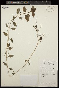 Image of Coleus rhodesianum