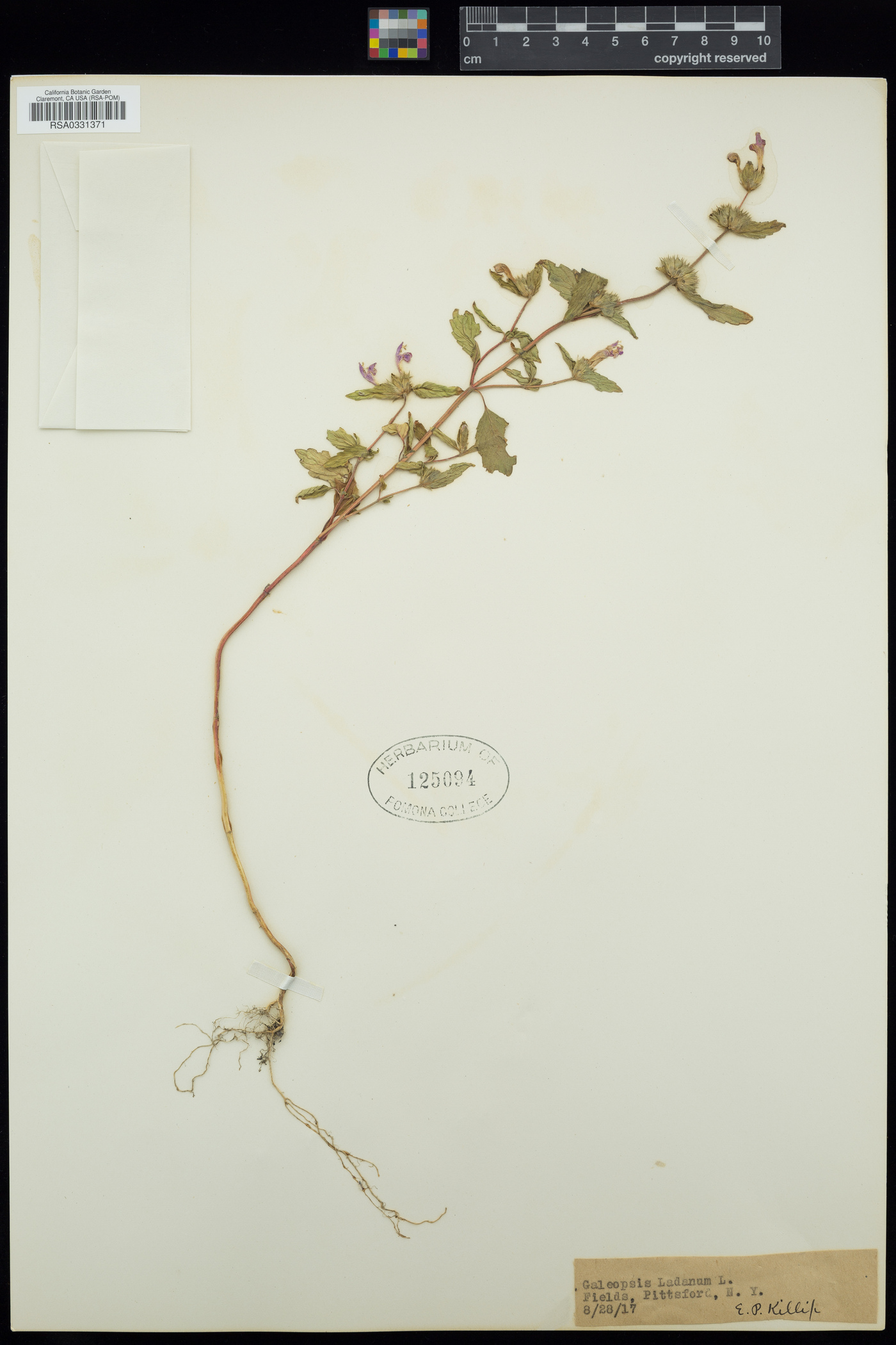 Galeopsis ladanum image