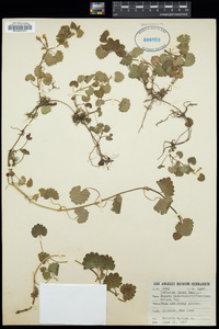 Glechoma hederacea image