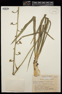 Agave singuliflora image