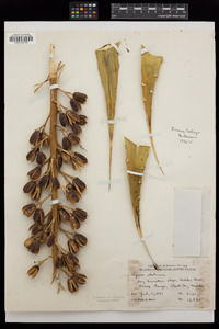 Agave utahensis var. eborispina image