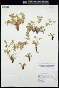 Ivesia arizonica var. arizonica image