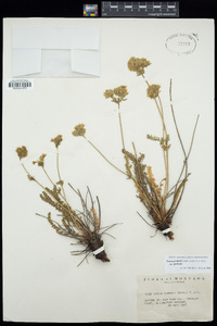 Ivesia gordonii image