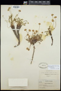 Ivesia gordonii var. ursinorum image