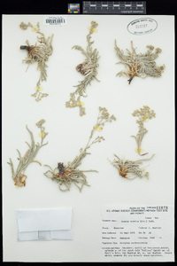 Ivesia eremica image