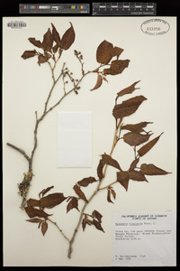 Image of Prunus himalayana