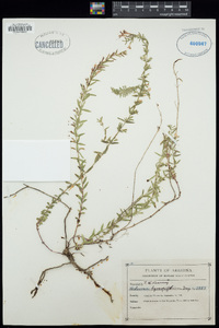 Hedeoma hyssopifolia image