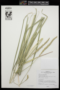 Elymus cinereus image