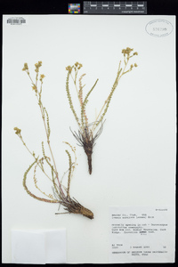 Ivesia sabulosa image