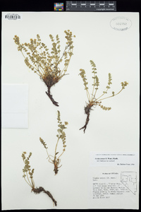 Ivesia setosa image