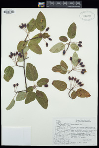 Malus fusca image